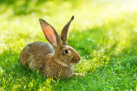 Brown rabbit sitting in grass Stock-Fotos