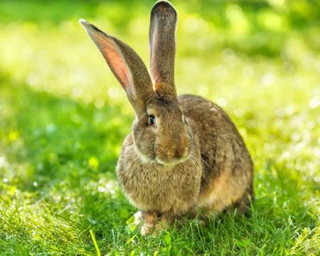 Brown rabbit sitting in grass Foto stock