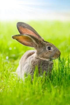Brown rabbit sitting in grass Stock Photos