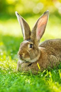 Brown rabbit sitting in grass Stock Photos