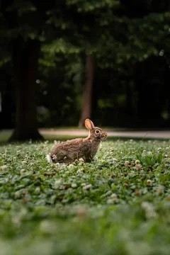 Brown rabbit sitting on green grass in a park Stock Photos