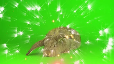 Brown rabbit sitting on a green screen background with animated sparkling light Video stock 346363796