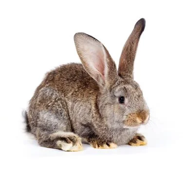 Brown rabbit sitting on white Foto stock