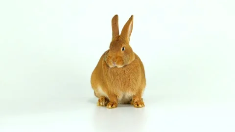 Brown rabbit is sitting on a white screen (six months old) Stock Footage 86742803