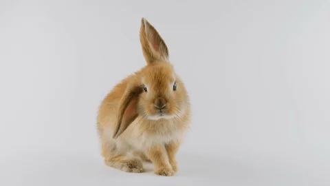 Brown rabbit, stands up on two legs, licking lips, walks away to the right Stock Footage 102494076
