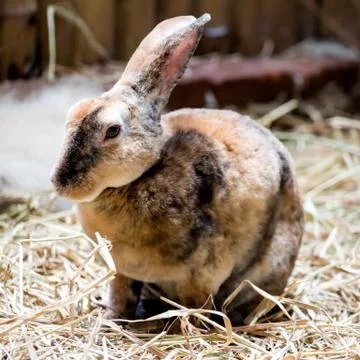 Brown rabbit on the straw Stock Photos