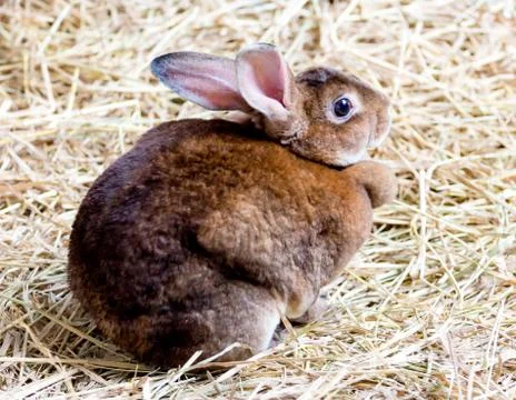 Brown rabbit on the straw Stock Photos