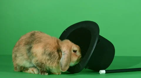 Brown rabbit, top hat and a magic wand on green screen background HD 動画素材 46509022