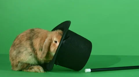 Brown rabbit, top hat and a magic wand on green screen background 4K 動画素材 46525196