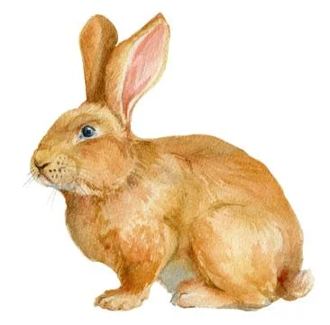 Brown rabbit. Watercolor illustration. Stock Illustration