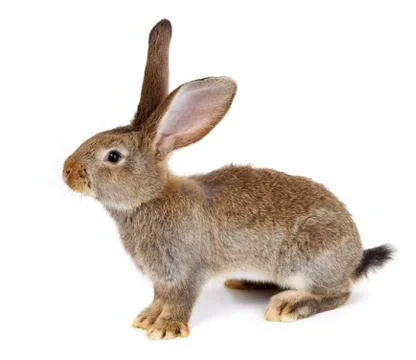 Brown rabbit on white background Foto stock