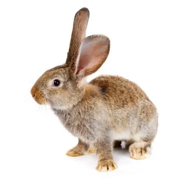 Brown rabbit on white background Stock Photos
