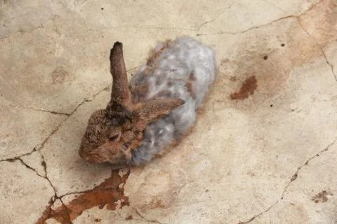 Brown  rabbit at a zoo. Stock Photos