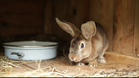 Brown rabbit/rabbits Stock Footage 7738944
