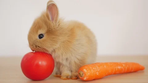 Brown rabbits are gnawing tomatoes. Stock Footage