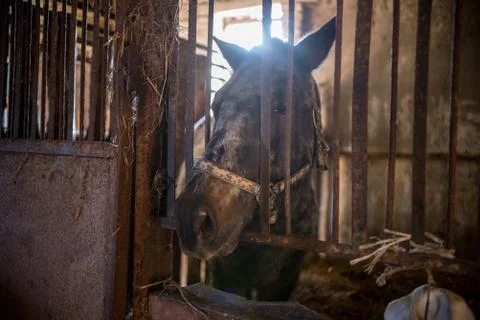 A brown racehorse standing in a paddock Stock Photos