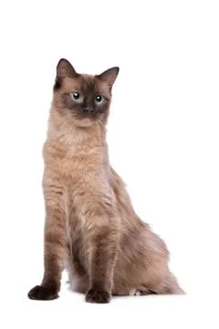 Brown Ragdoll cat Stock Photos