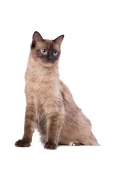 Brown Ragdoll cat Stock Photos