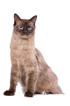 Brown Ragdoll cat Stock Photos