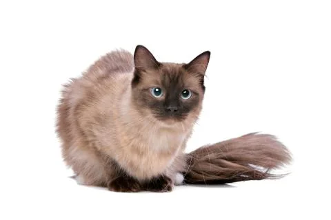 Brown Ragdoll cat Stock Photos