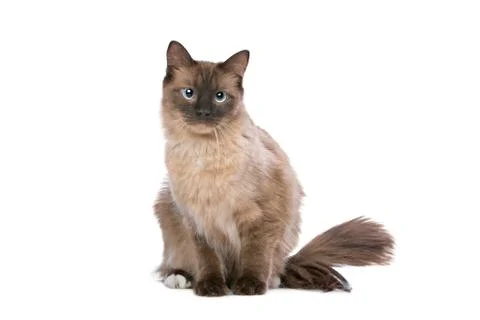 Brown Ragdoll cat Stock Photos