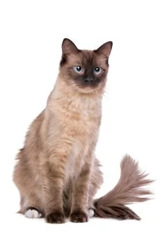Brown Ragdoll cat Stock Photos