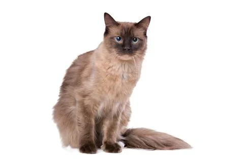 Brown Ragdoll cat Stock Photos