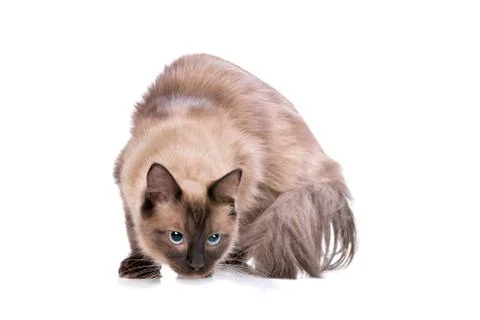 Brown Ragdoll cat Stock Photos