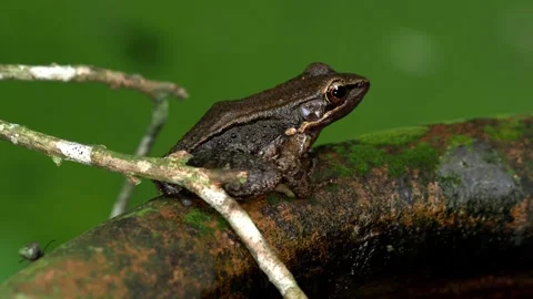 Brown Rainforest Frog Resting on Clay Water Jar Rim in Tropical Thailand Видео 336783055