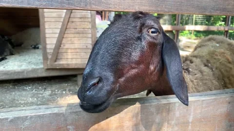 Brown ram chewing in a den Stock Footage 158746823