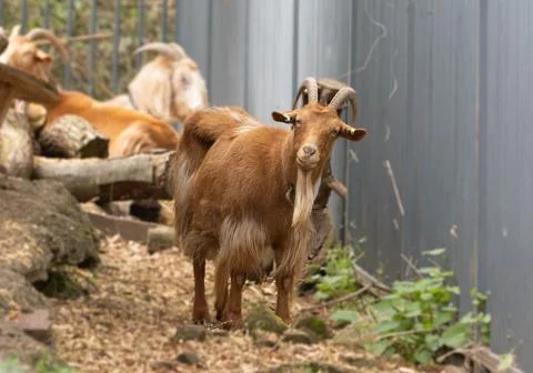 Brown Ram looking straight on into camera 写真素材