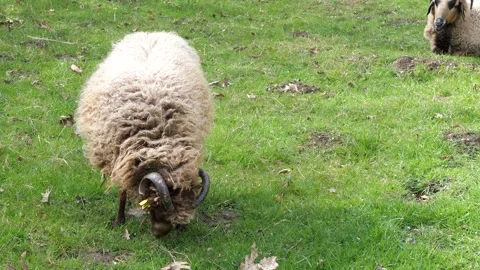 Brown ram with thick Видео 332137223