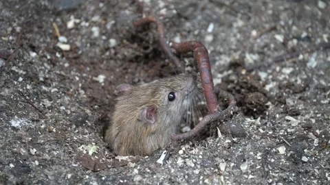 Brown Rat cautiously emerging from its burrow clip 1 Stock-Footage 264880420