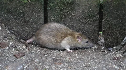 Brown Rat cautiously leaving its burrow Stock-Footage 264880686