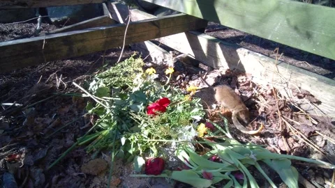 The brown rat in a compost pile. Stock Footage 335949470