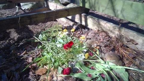 The brown rat in a compost pile. Stock Footage 335949489