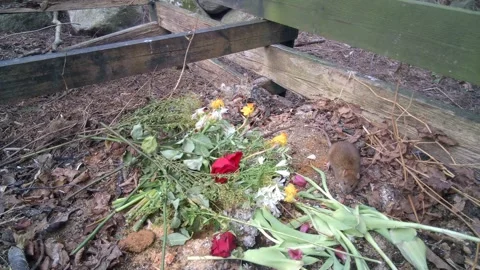 The brown rat in a compost pile. Stock Footage 335949871