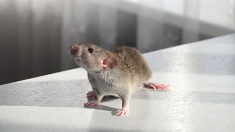 Brown Rat on the countertop in the kitchen Stock Footage 263868812