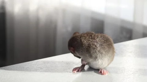 Brown Rat on the countertop in the kitchen.  스톡 동영상 263869009