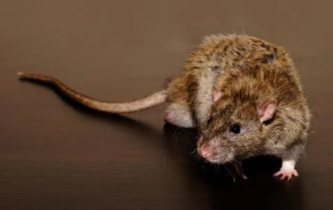 Brown Rat on the dark background Foto stock
