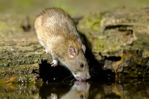 Brown rat in darkness drinking on river bank Stock Photos