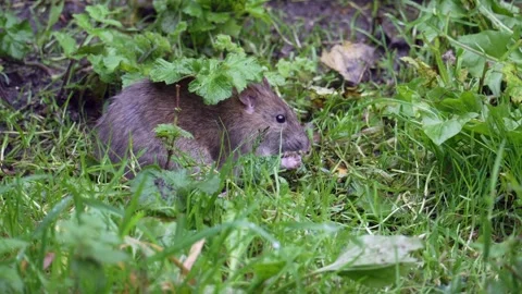 Brown Rat  Eating Vidéo 286144901