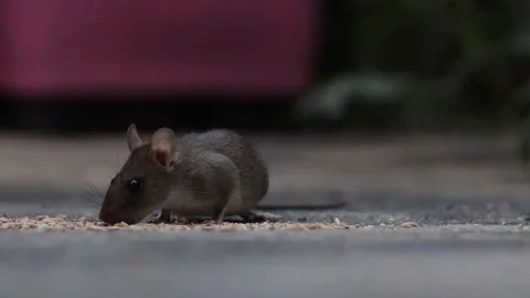 Brown Rat Eating Left Of Frame Stock Footage