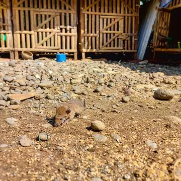 Brown rat exploring ground under daylight Stock Photos