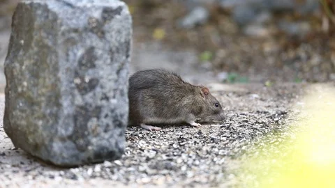 Brown rat feeding Stock Footage 92167382