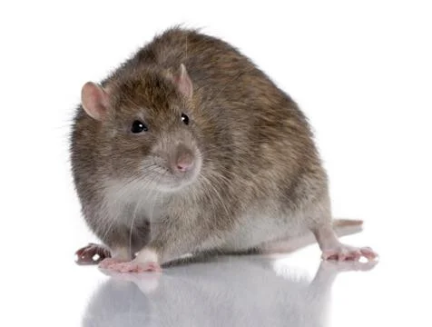 Brown Rat in front of a white background Stock Photos