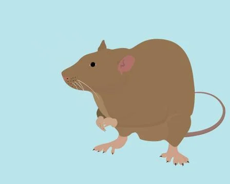 Brown rat Stock Illustration