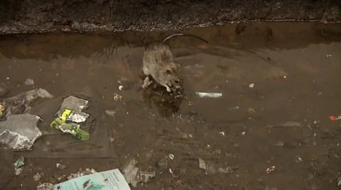 Brown Rat in a muddy puddle with trash on the rails of NYC subway. Stock Footage 37247230