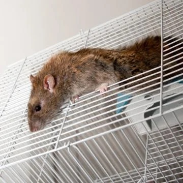 Brown rat Foto stock