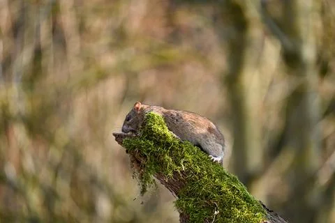 A brown rat Stock Photos